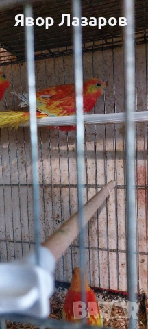 Папагали неофеми и пойни, снимка 4 - Папагали - 54303895