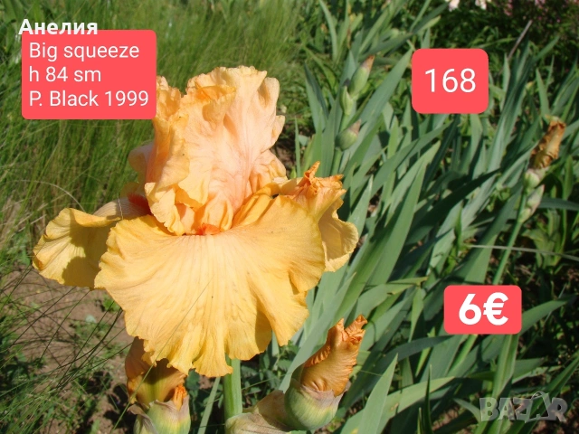 Ириси за продажба 18 броя обява 1, снимка 16 - Градински цветя и растения - 54681103