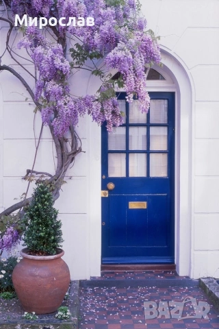 Продавам растение Глициния (Wisteria, Вистерия) , снимка 2 - Градински цветя и растения - 55057103