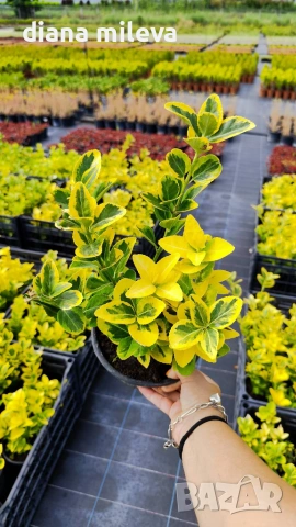 Евонимус Ауреа, Euonymus Japonica Aurea, снимка 8 - Градински цветя и растения - 54458056