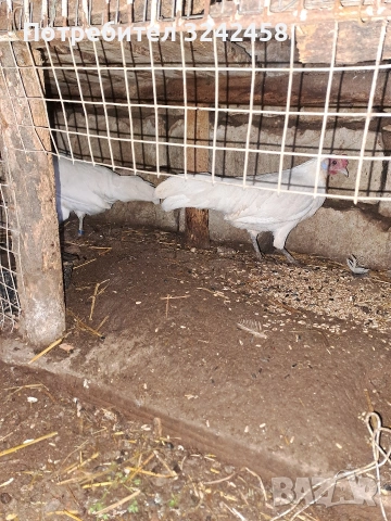 Фазани и феникс , снимка 2 - други­ - 54267729