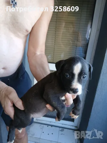 🐶 Продавам красиви Американски Питбул кученца - 8 броя, 2 месеца, снимка 3 - Питбул - 55679299