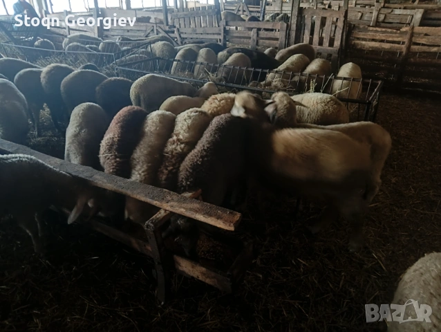 Агнета за празниците, снимка 3 - Овце - 54037958