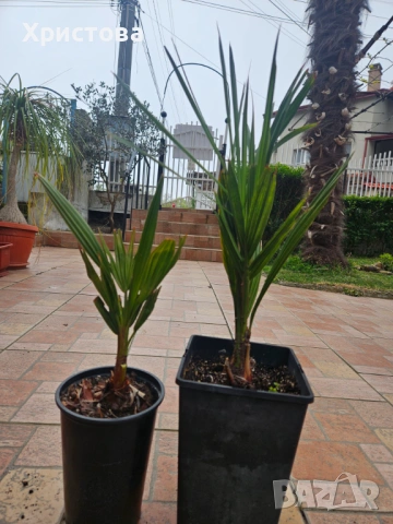 Палма Юбея 2 бр , Jubaea chilensis