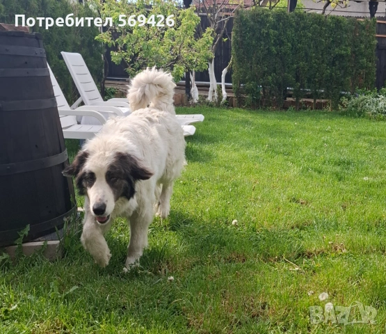 Чистокръвни каракачански кучета, снимка 17 - Каракачанска овчарка - 54893075