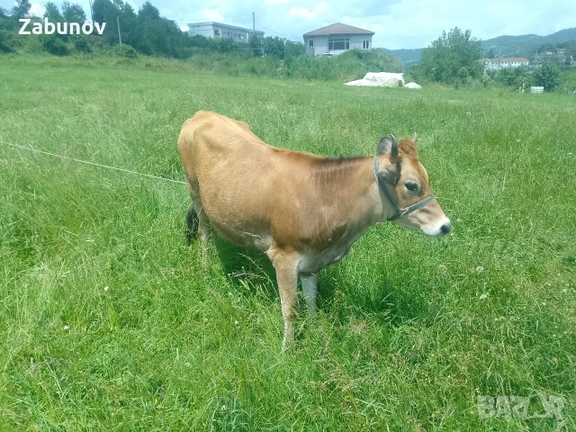 Продавам юница Джерсей на година и три месеца , снимка 10 - Крави - 55108269
