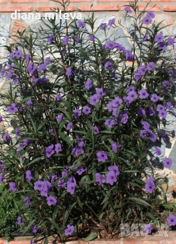 Руелия, Мексиканска петуния, Ruellia Purple Mexican Petunia!!!, снимка 5 - Градински цветя и растения - 54637157