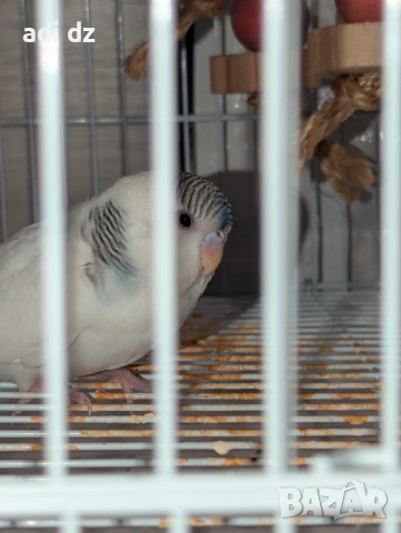 Двойка женски вълнисти папагали