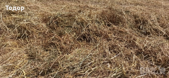 Продавам бали грах с овес, снимка 7 - Други животни - 54740240