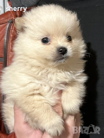 Померани, снимка 2 - Померан - 54321162
