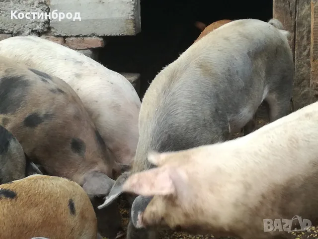 ПРАСЕТА 70 - 100 КИЛА. АКЦИЯ - ОТ 450 ЕВРО., снимка 7 - Прасета - 55636122