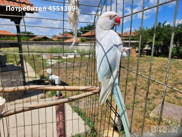 Малък Александър мъжки 4 г. Папагал, снимка 2 - Папагали - 54980217