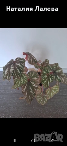 Бегония, Begonia, снимка 4 - Стайни растения - 55099512