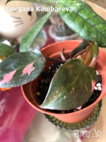 Philodendron Pink Princess 