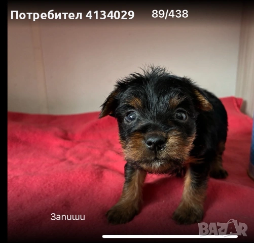   женско и мъжко супер  мини йорки ,джудже обезпаразитени ,ваксинирани , снимка 3 - Йоркширски териер - 53228272