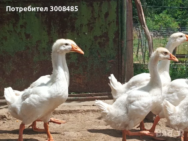Гъски линда на 2 месеца, снимка 8 - Патици и гъски - 55436571