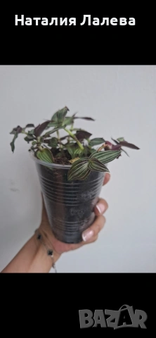 Традесканция, tradescantia Toundra, снимка 4 - Стайни растения - 55232070