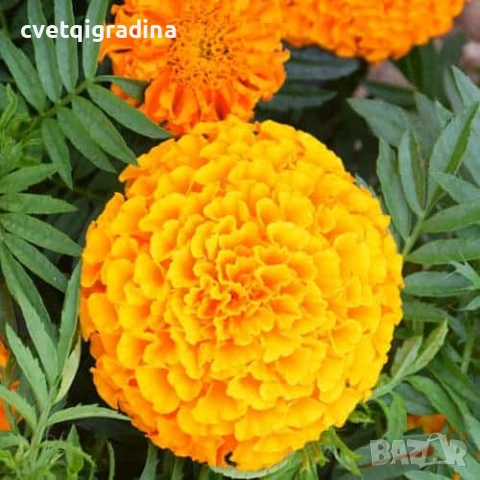 Tagetes Taishan Mix(Тагетис-Турта Тишан Микс), снимка 3 - Градински цветя и растения - 54516205