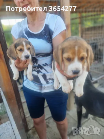 Развъдник Golden dogs , снимка 4 - Бигъл - 55291924
