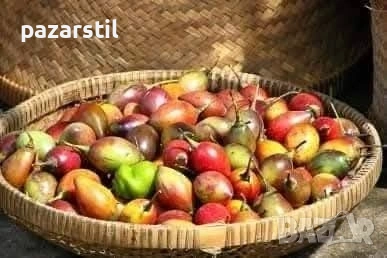 ДОМАТЕНО ДЪРВО (Тамарило), снимка 5 - Градински цветя и растения - 54786963