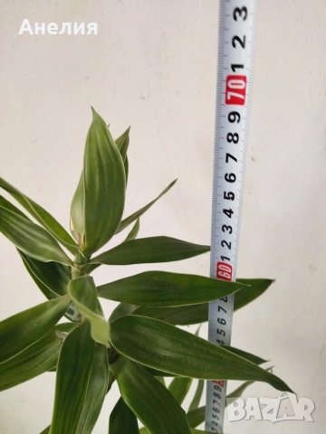 Драцена Ангустифолиа различна, снимка 5 - Стайни растения - 54287321