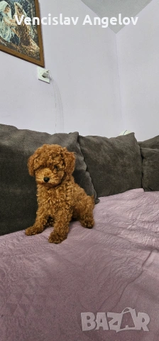 Toy/teacup