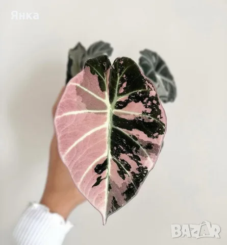 Alocasia Black Velvet Pink Variegata