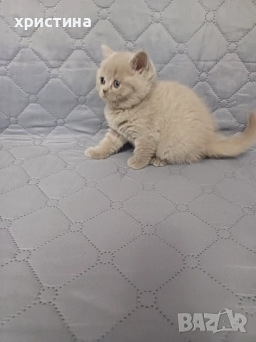 Британски късокосмести котета , снимка 6 - Британска късокосместа - 54082265