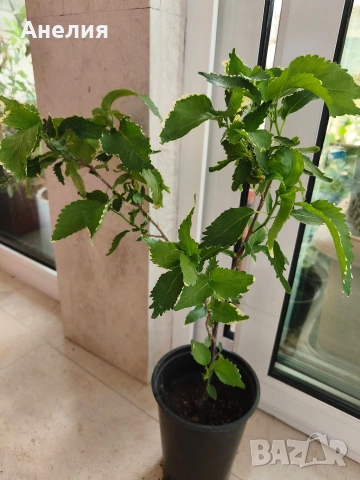 Акалифа с къдрави листа Acalypha wilkesiana curly., снимка 2 - Стайни растения - 55045947