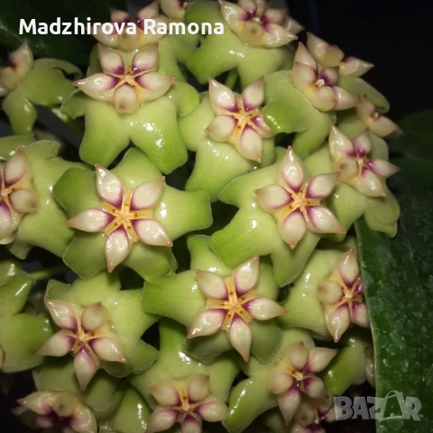 Hoya Хоя Sp.ut 033