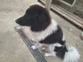 Каракачанско куче, снимка 3