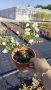 Филаделфус или още Булченски венец, Philadelphus Minnesota Snowflake, снимка 6