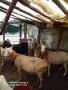 Продавам кози за дамазлък, снимка 2