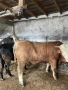 Продавам телета и телешко месо , снимка 5