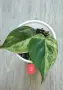 Филодендрон- Philodendron Hederaceum Variegata, снимка 2