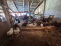 Селски пилета.., снимка 4