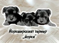 Йоркширски териер , снимка 2