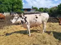 Продавам крави, юници и телета, снимка 1