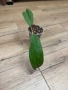 Hoya Хоя Golden eye , снимка 1
