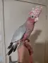 Бебе розово какаду , снимка 7