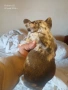 френски булдог, снимка 2