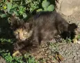 Търсим дом на това слънчице, снимка 1