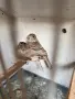 Мексикански чинки, снимка 7