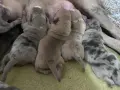 American BullyXL кученца , снимка 3