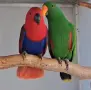 Ръчно хранени папагали Еклектус/ бебета, снимка 3