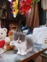 Продавам персийски женски котета, снимка 5