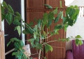 Китайска роза ,кливия, снимка 2
