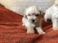Малтипу момче и момиче, снимка 1