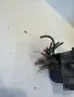 Кутия за предпазители държач предна за Dodge Caliber (2006-2011) P04795855AH, снимка 2