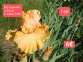 Ириси за продажба 18 броя обява 1, снимка 16